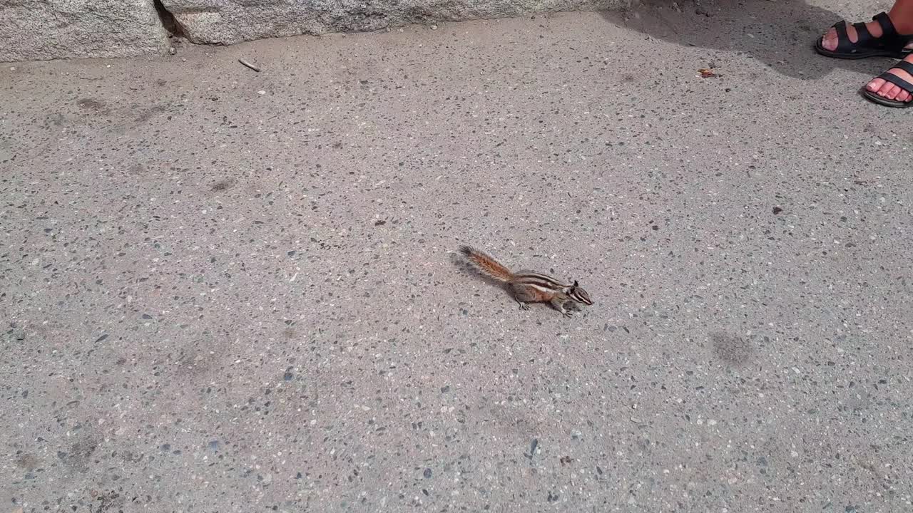 미국 캘리포니아주 요세미티 국립공원에서 뛰어다니며 땅에서 먹는 다람쥐의 짐벌 샷