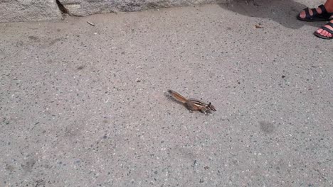 Gimbal-shot-of-Chipmunk-running-around-and-eating-from-the-ground-at-Yosemite-National-Park-in-California,-United-States