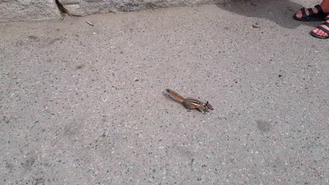 toma de cardán de ardilla corriendo y comiendo del suelo en el parque nacional de yosemite en california, estados unidos