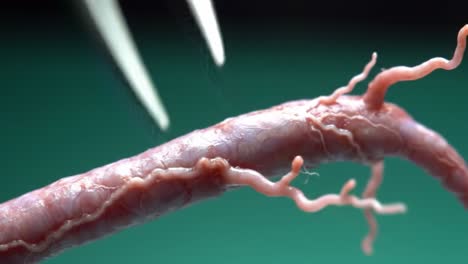 close-up examination of a biological sample: techniques and tools in laboratory settings showcasing intricate structures under precision manipulation