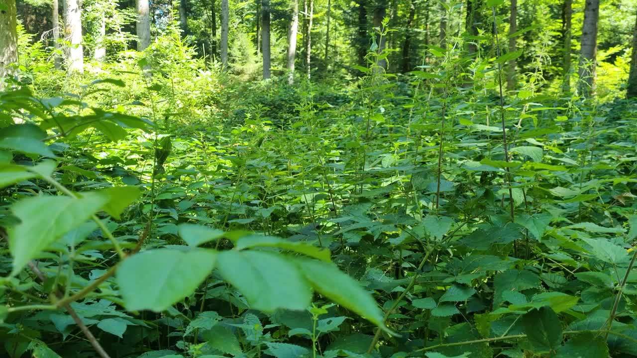 Shot of a lush, densely grown Central European forest on a sunny day, capturing the vibrant greenery and serene atmosphere of untouched nature
