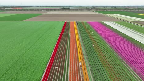 Toma-De-Drones-De-Un-Hermoso-Campo-De-Tulipanes-En-Flevolanda,-Países-Bajos