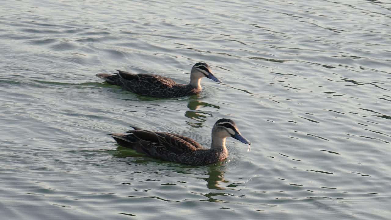 몇 마리의 거위 들 이 조용 히 조용 한 호수 를 가로질러 미끄러져