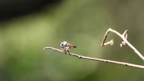 small insect in some place uhd mp4 4l