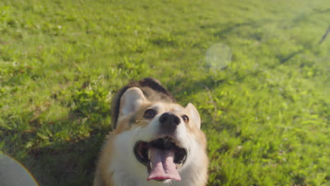 playful corgi dog in a grassy park