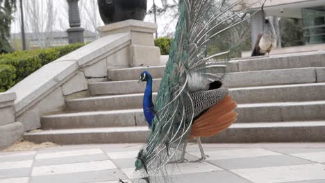 pavo real caminando con la cola abierta