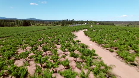 Aerial-establishing-shot-of-the-rows-of-vineyards-in-the-Maule-Valley,-chile