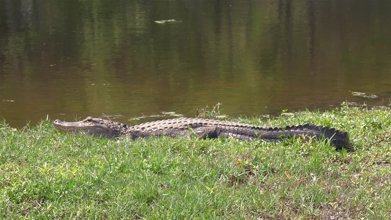 cocodrilo grande cerca del lago florida yace en la hierba calentándose al sol