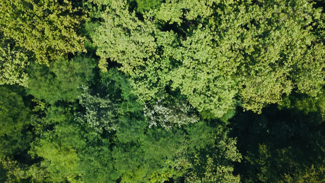 aerial top down of dense treetops in summer near Zagreb Sava River valley forest zone