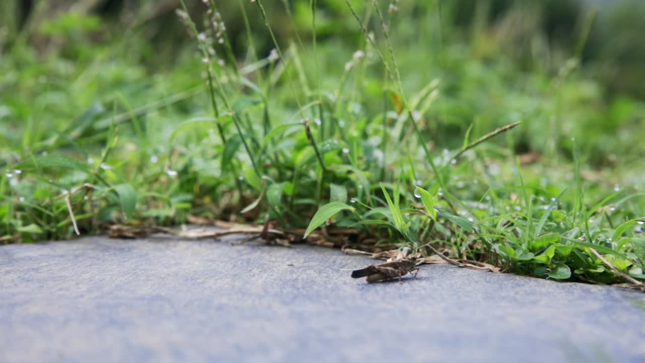 Video showing green grass with grasshoppers jumping on the ground