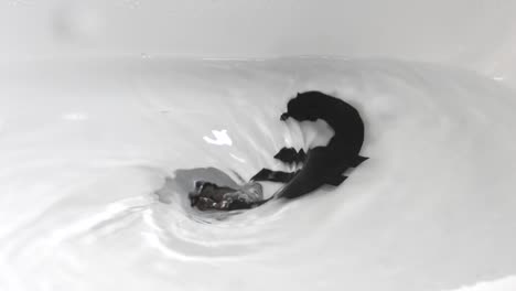 currency down the plughole
