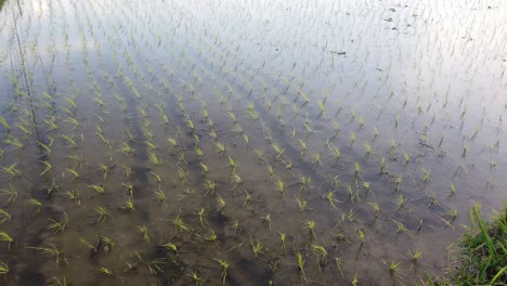 rice field flooded wet crops of bali indonesia, farm, grow, cultivation paddy fields in southeast asia, water reflection