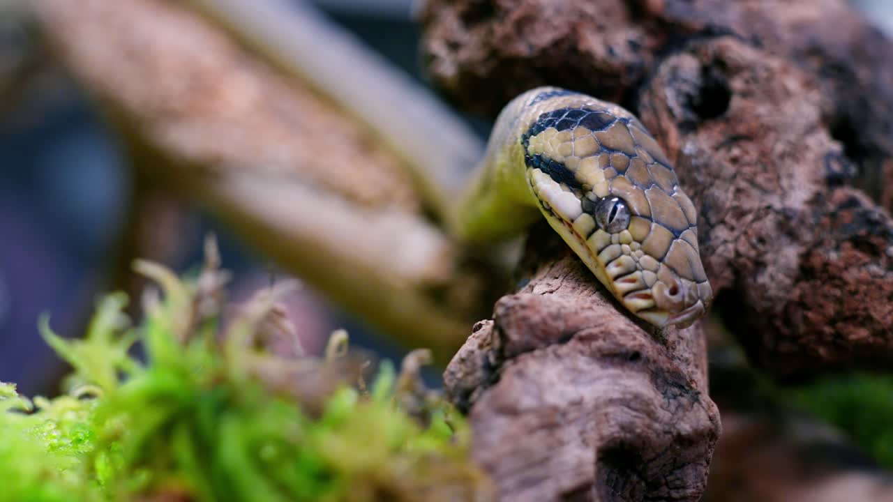 Snake coiled on a branch, slow-motion, showing its detailed skin and movement