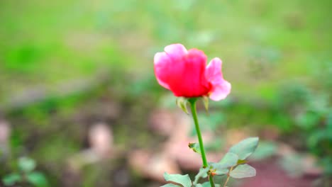 flower in the garden shined at sun-24
