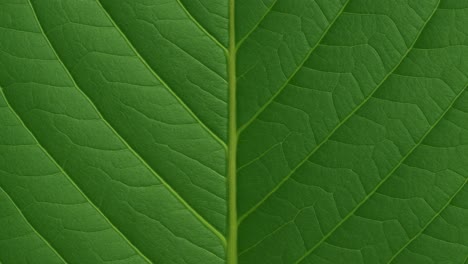 macro hyperlapse of a leaf showing perfect symmetry and vivid vein structure found in natural foliage patterns.
