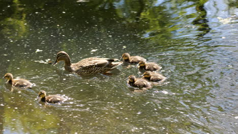 mallard duck female with baby birds ducklings in the canal on sunny day