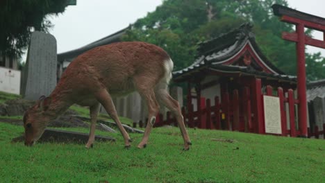 venado de cola blanca comiendo y caminando frente al santuario kasuga, parque nara