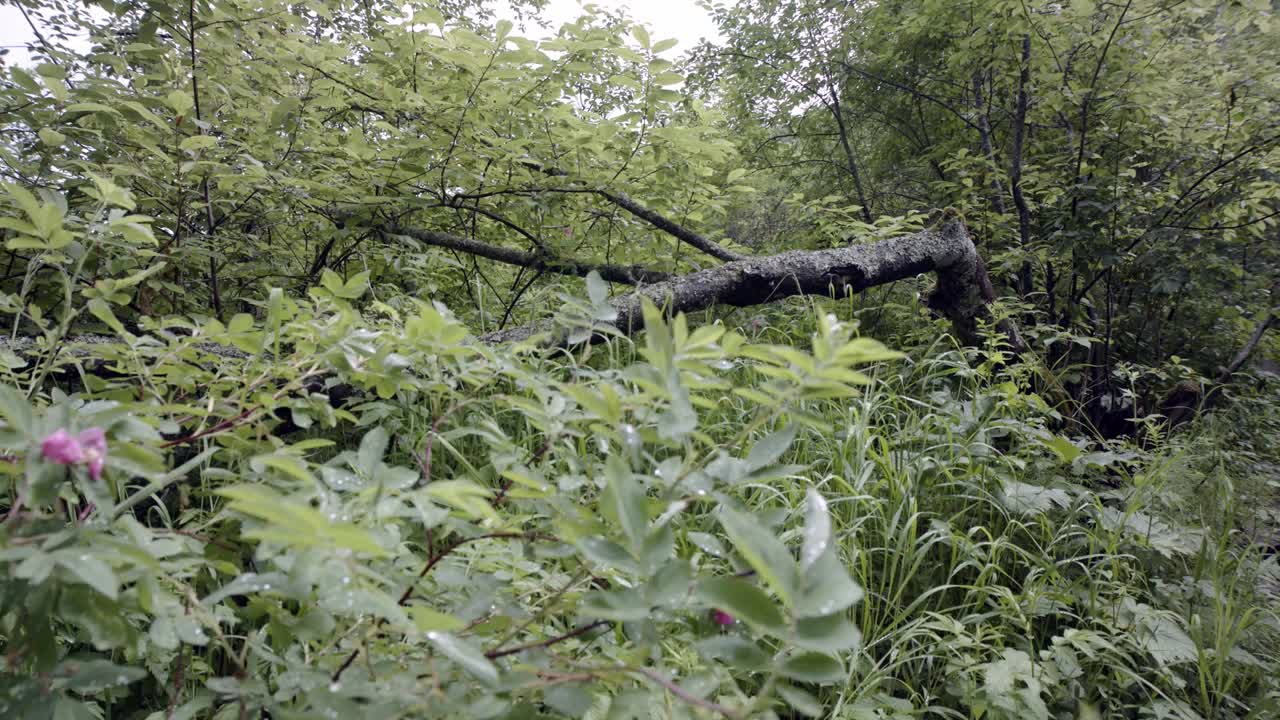 울창 한 숲 에서 쓰러진 나무