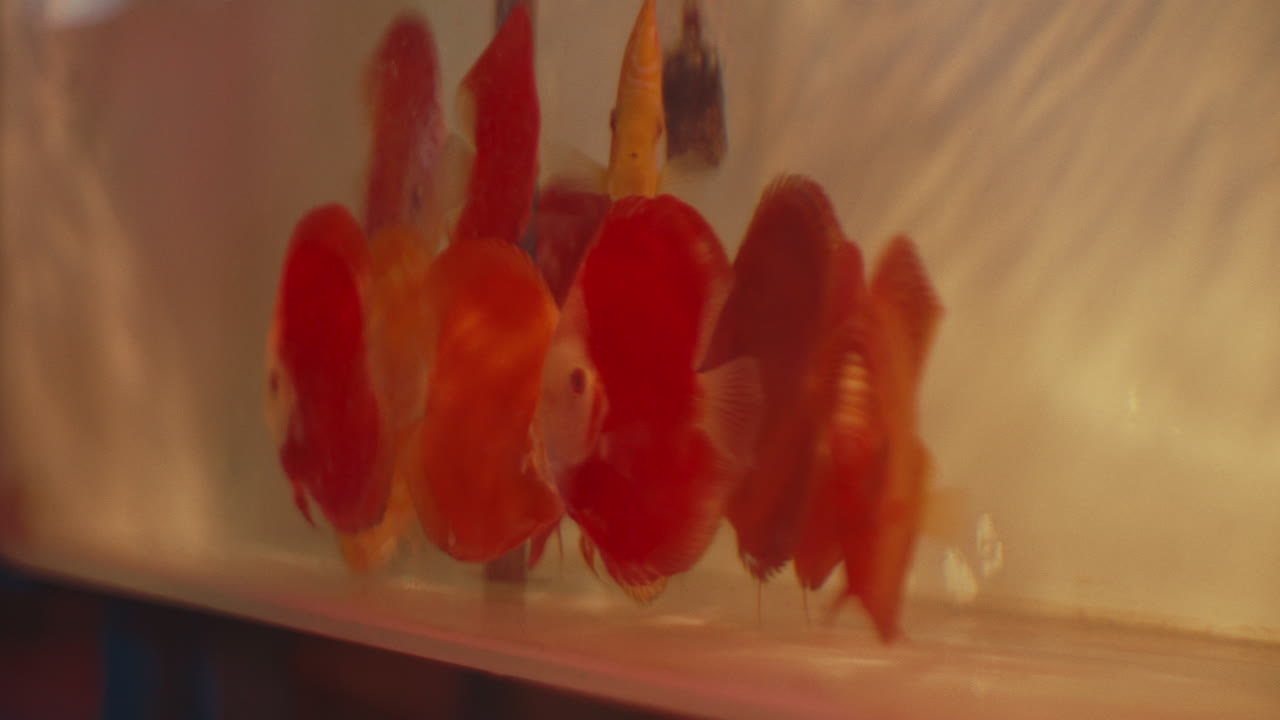 Red and Orange Fish in Aquarium