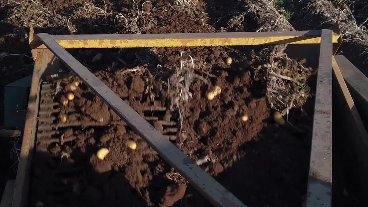 Close-up view inside the bed of a potato harvesting machine collecting potatoes