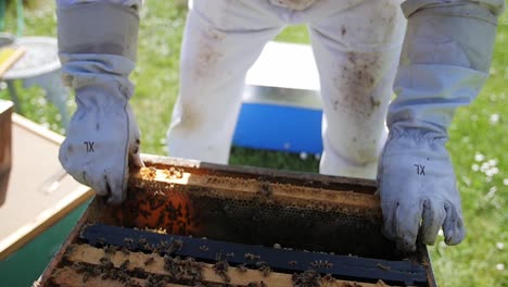 Beekeeper-Checking-On-The-Honeycomb-Frames-In-A-Crate-With-Bees-At-An-Apiary-In-Slow-Motion---Closeup-Shot