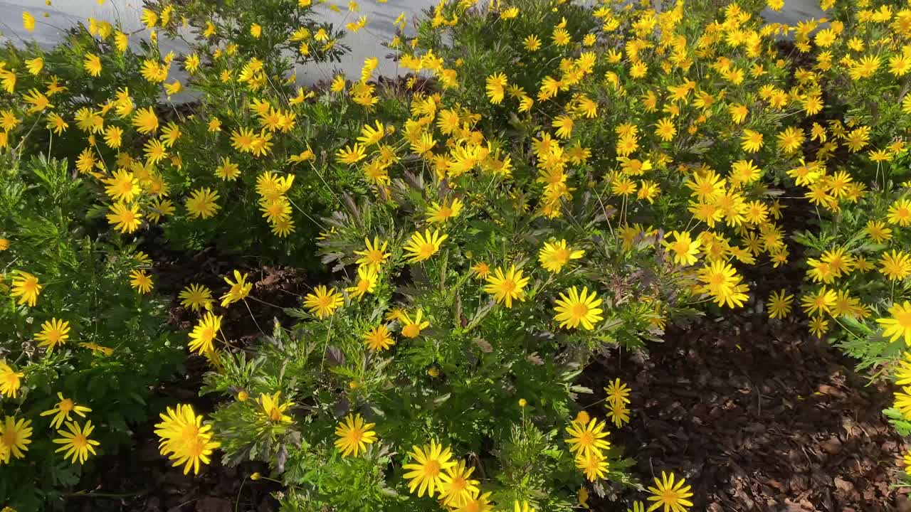 vista ampia e in movimento della collina di fiori di calendula gialli molto alimentati dal vento