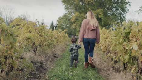 a woman leads her son by the hand, walking through the vineyard. baby eats an apple. back view