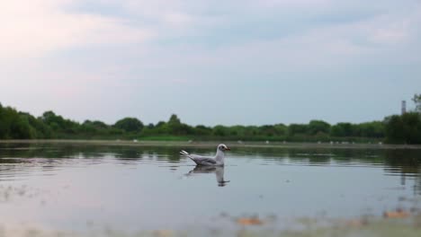 Gaviota-Dando-Vueltas-Alrededor-Del-Lago