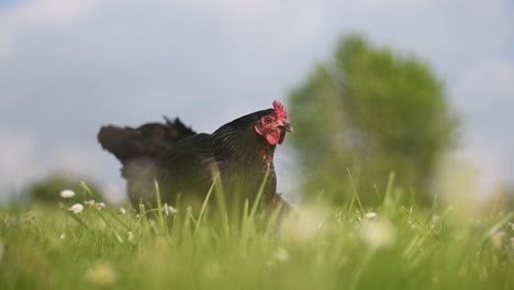 Pollos-En-Pastos-De-Hierba-Campo-Francés