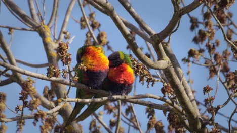 Loritos-Arcoiris-Descansando-Sobre-La-Rama-De-Un-árbol-Sin-Hojas-En-Condiciones-De-Viento