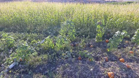 traveling through a pumpkin patch and corn field