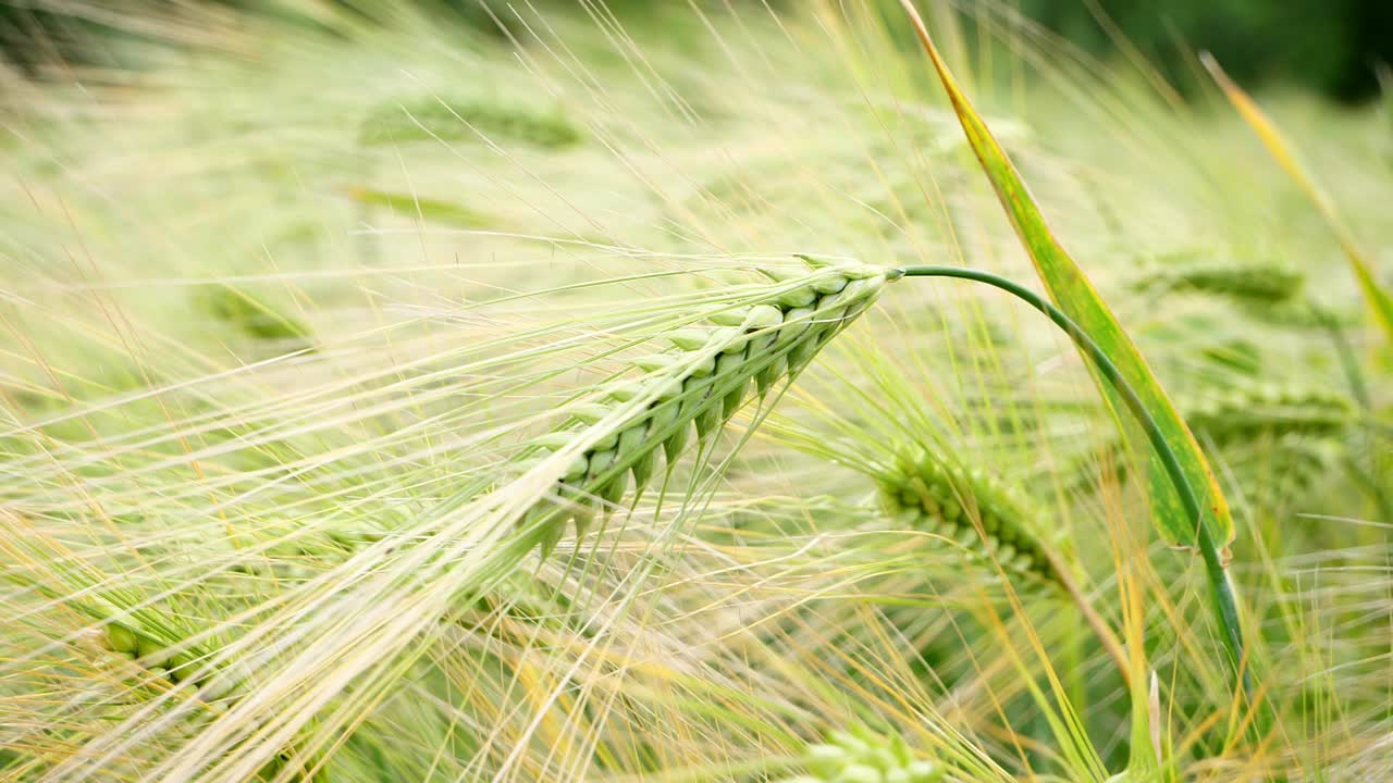 바람에 날리는 보리 밀 귀를 닫습니다