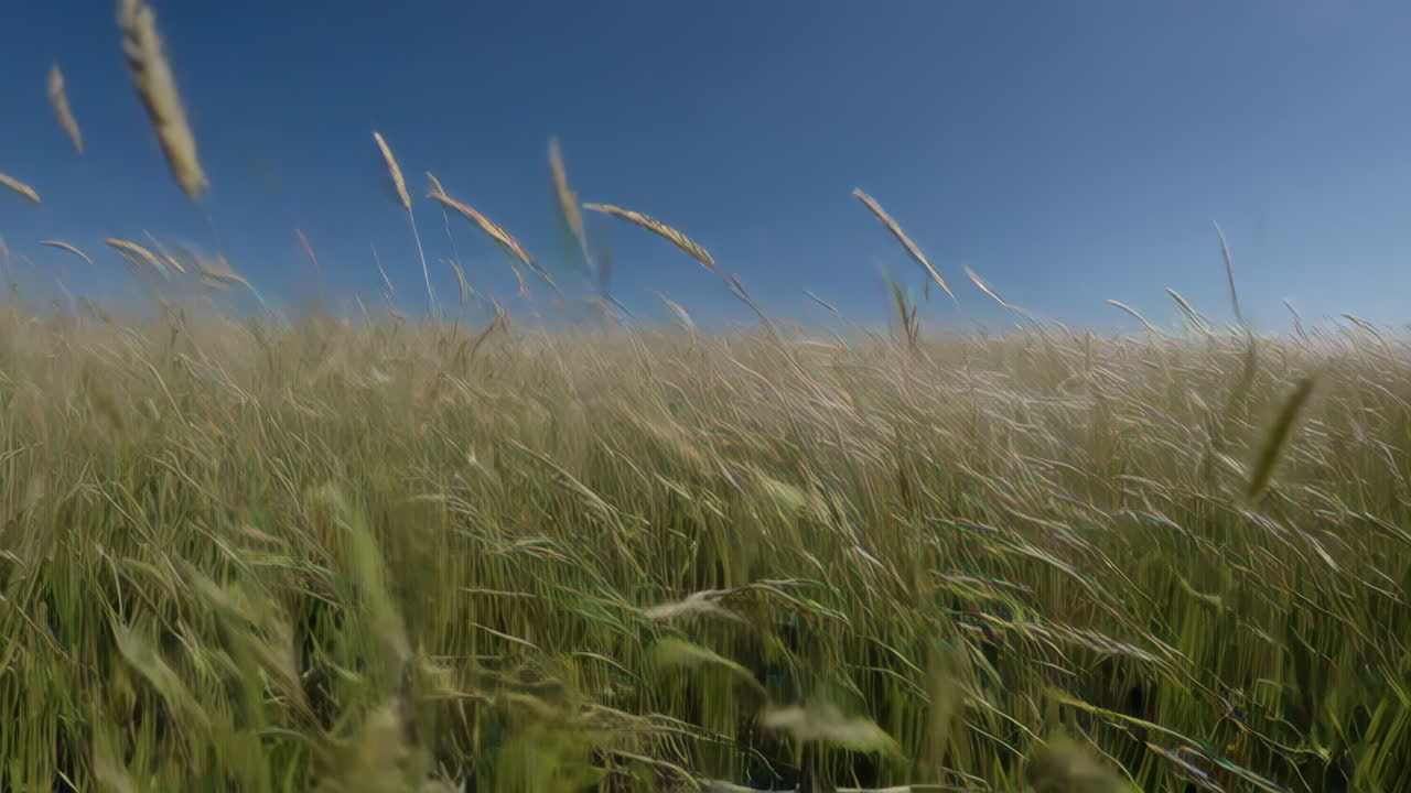 Windswept Field of Grass