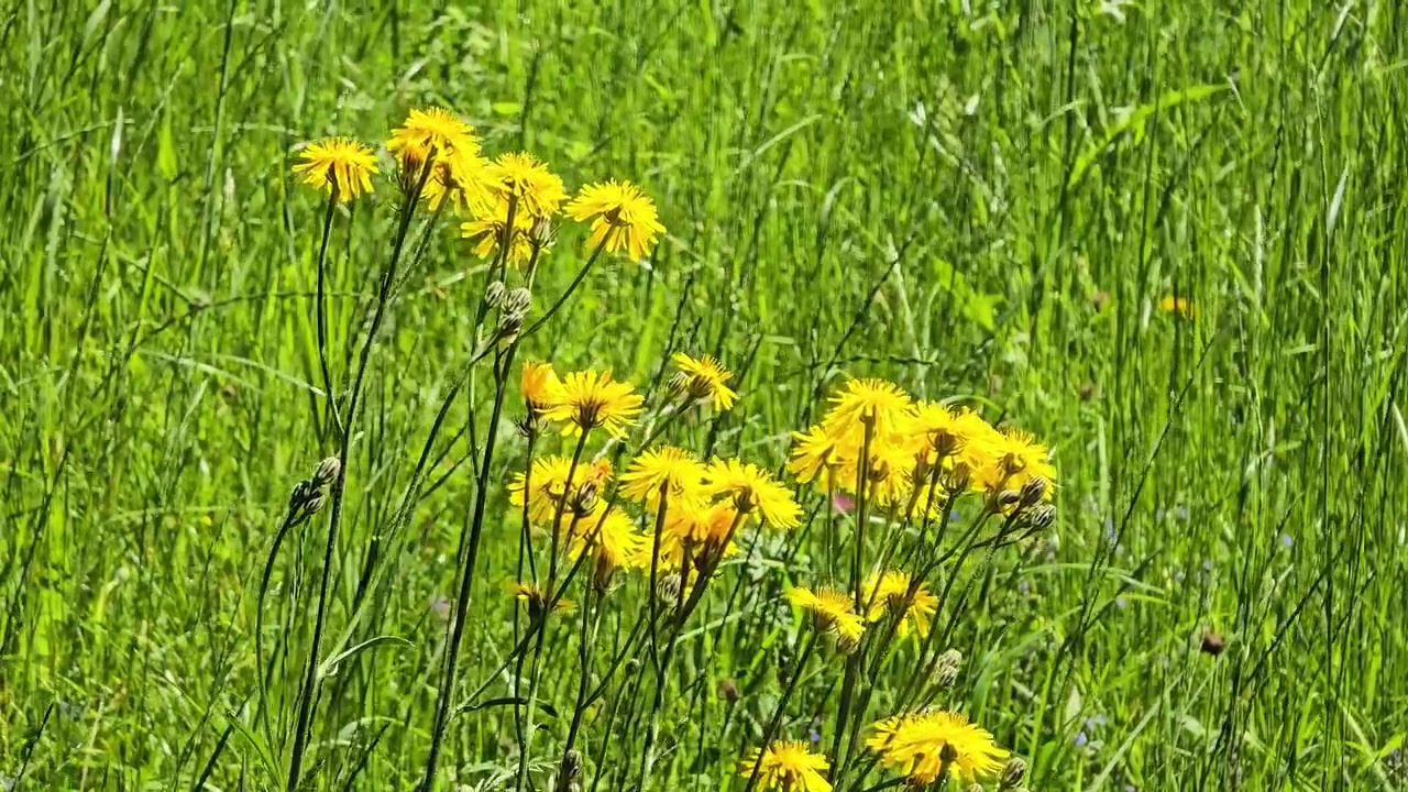 Fiori di sparviere giallo brillante che sbocciano in un prato verde lussureggiante, ondeggiando dolcemente in una leggera brezza.