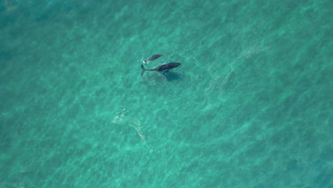 Creative-drone-view-of-mother-and-baby-calf-Humpback-whale-float-effortlessly-in-the-clear-ocean-water