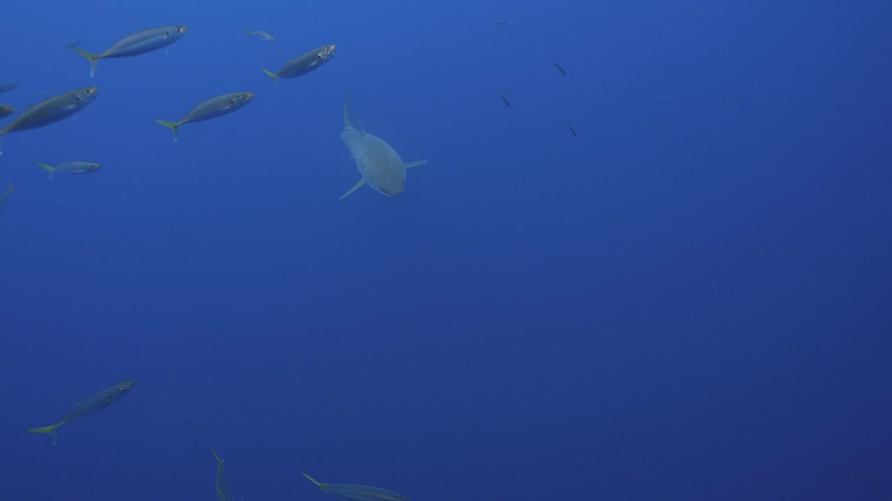 백상아리의 슬로우 모션 샷, 멕시코 과달루페 섬의 맑은 물에서 참치 미끼를 잡으려고 노력하는 카차로돈 카차리아