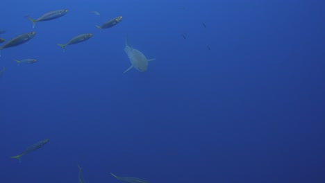 slow motion shot of a great white shark,carcharodon carcharias trying to catch a tuna bait in clear water of guadalupe island, mexico