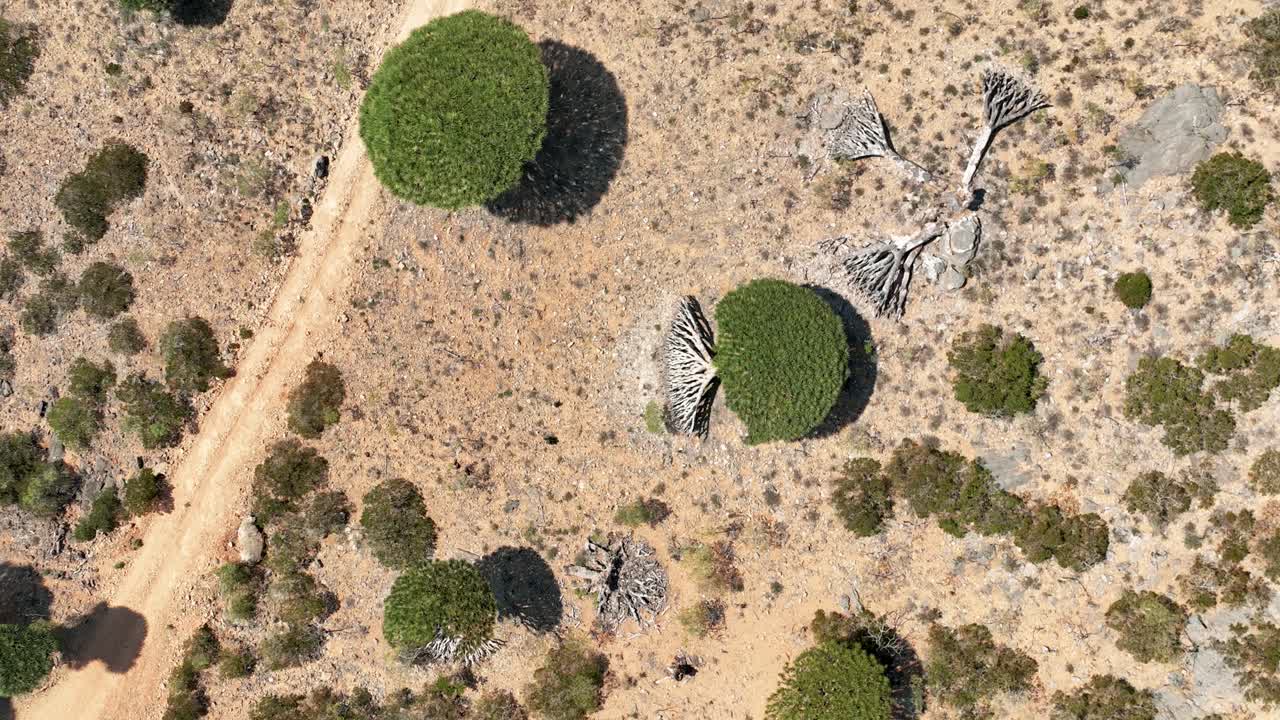 예멘 의 소코트라 섬 에 있는 디크 ⁇  고원 에서 쓰러진 건조 한 드래곤 피 나무 들 위 에  ⁇ 아오르고 있다