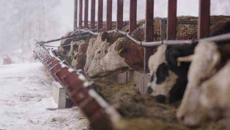 Agricultura---Vacas-Comiendo-Forraje-En-Establo,-Invierno-Nevado,-Suecia,-Plano-General