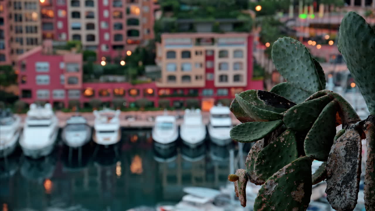 Close up of a cactus with a view of boats docked in the Port de Fontvieille with the skyline of Monaco on the background in the evening