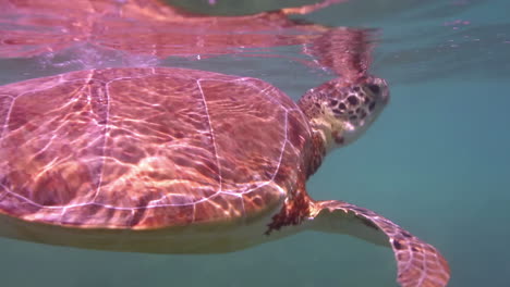 tortuga cabeza de león bajo el agua