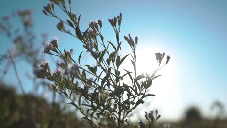 Ameisen-Durchqueren-Eine-Pflanze-Mit-Der-Sonne-Im-Hintergrund