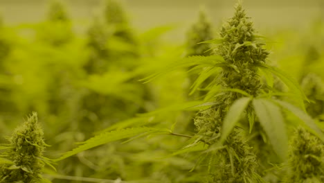 dolly en cámara lenta de la parte superior de la planta de cannabis moviéndose lentamente en el viento en el vivero