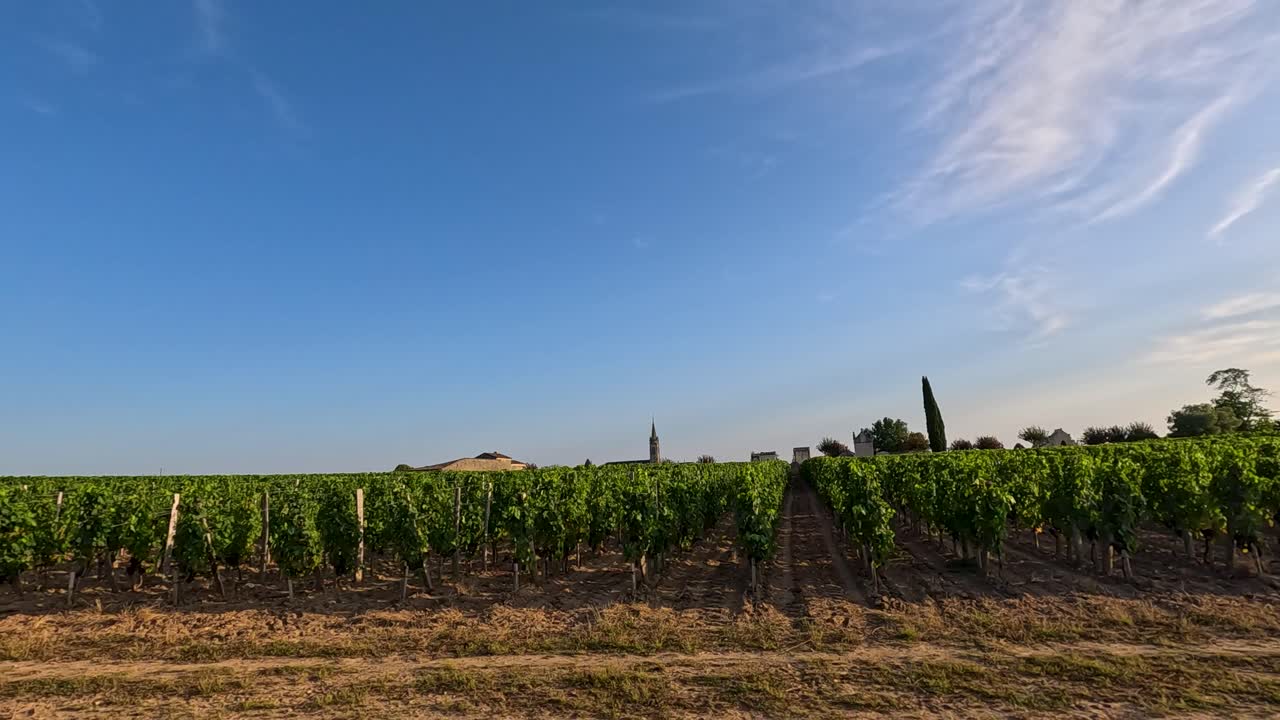Vista panoramica di vigneti con cielo azzurro limpido