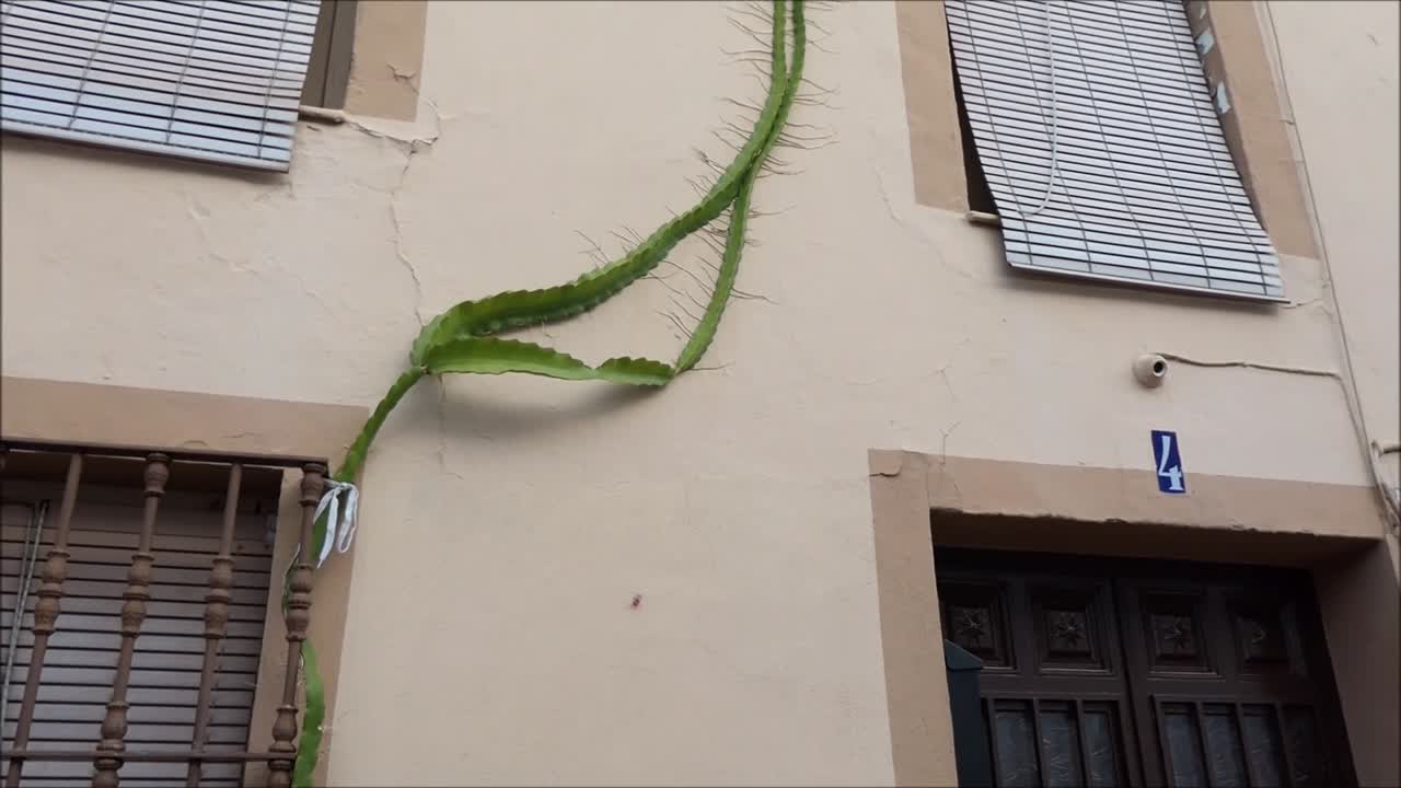 Succulent subtropical plants climbing wall on house in sunny Andalusian village sporting roots and tendrils clinging to painted wall