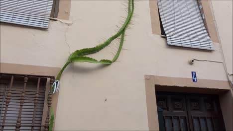 succulent subtropical plants climbing wall on house in sunny andalusian village sporting roots and tendrils clinging to painted wall