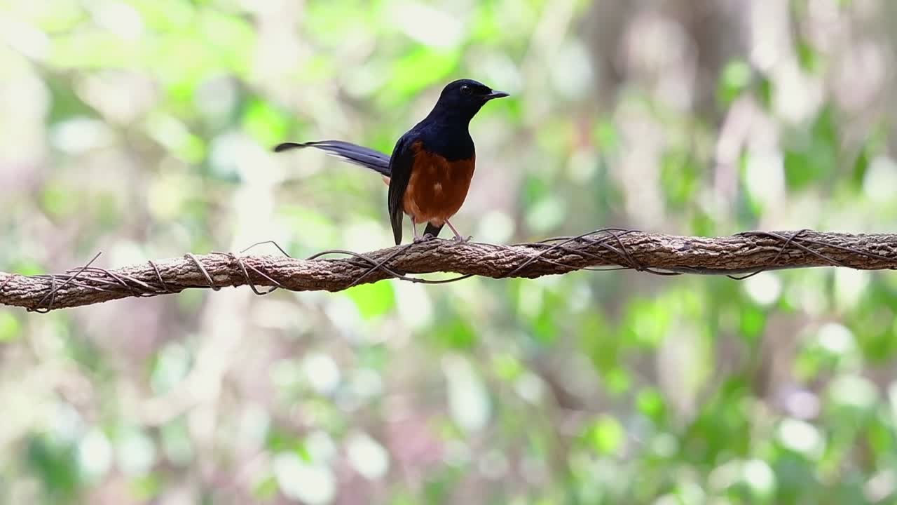 shama de rabadilla blanca encaramado en una vid con fondo bokeo del bosque, copsychus malabaricus, en cámara lenta