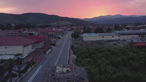 cigüeña con bebés y la puesta de sol sobre la montaña de vorras en grecia