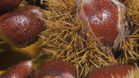 detalle de castaño de erizo de movimiento macro con gotas de agua - castanea española