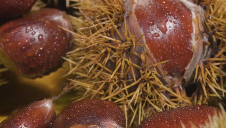 macro motion hedgehog chestnut detail with water drops - spanish castanea